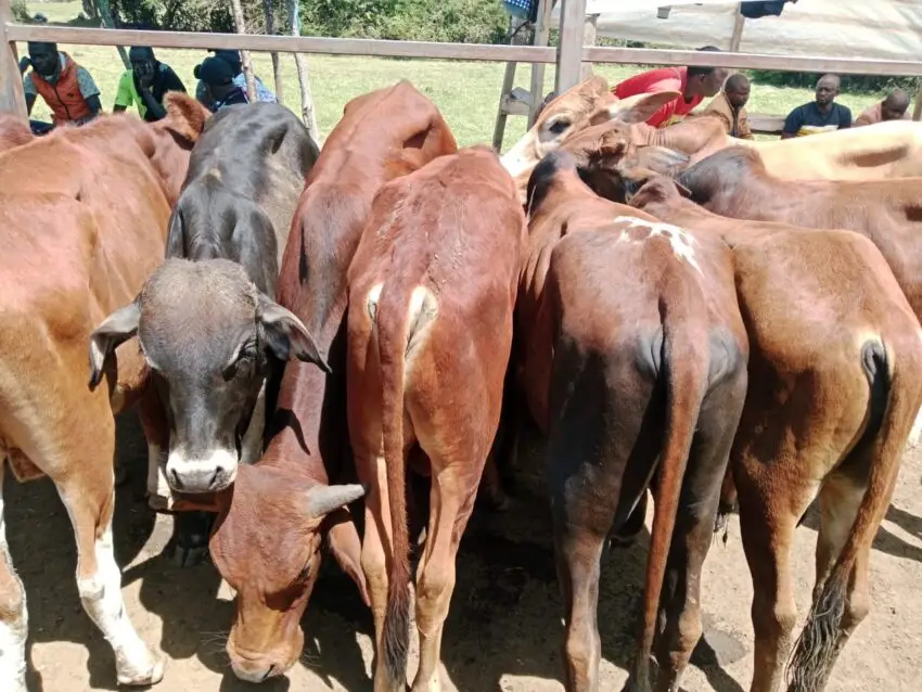 First steers for Napolosa women group